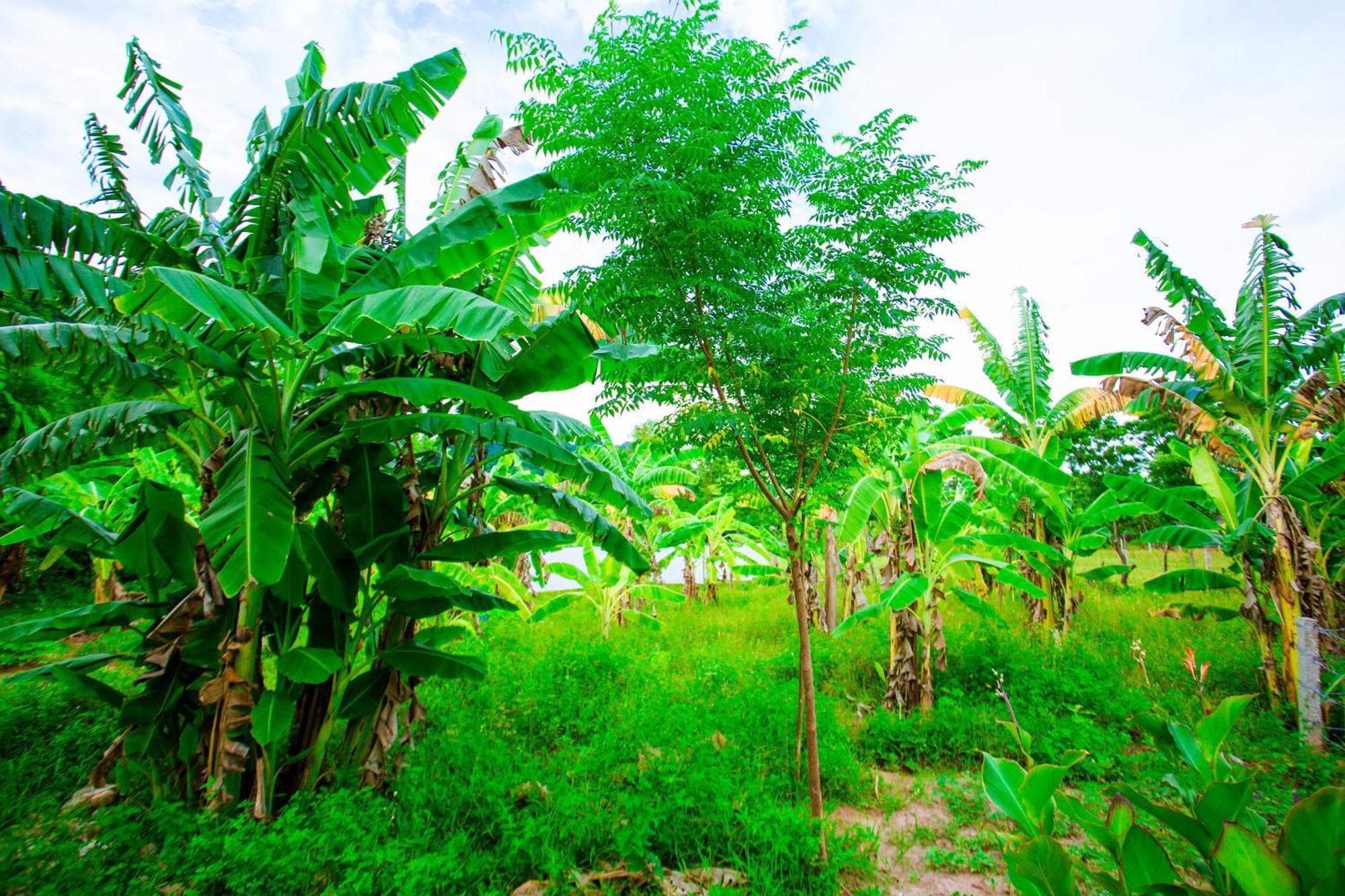Phong Nha A Little Leaf Homestay Exterior foto